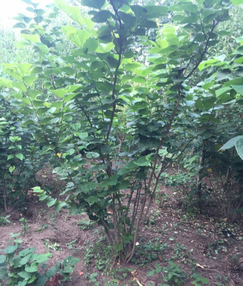 紫荆丛生紫荆3--20分枝2-3米产地直销