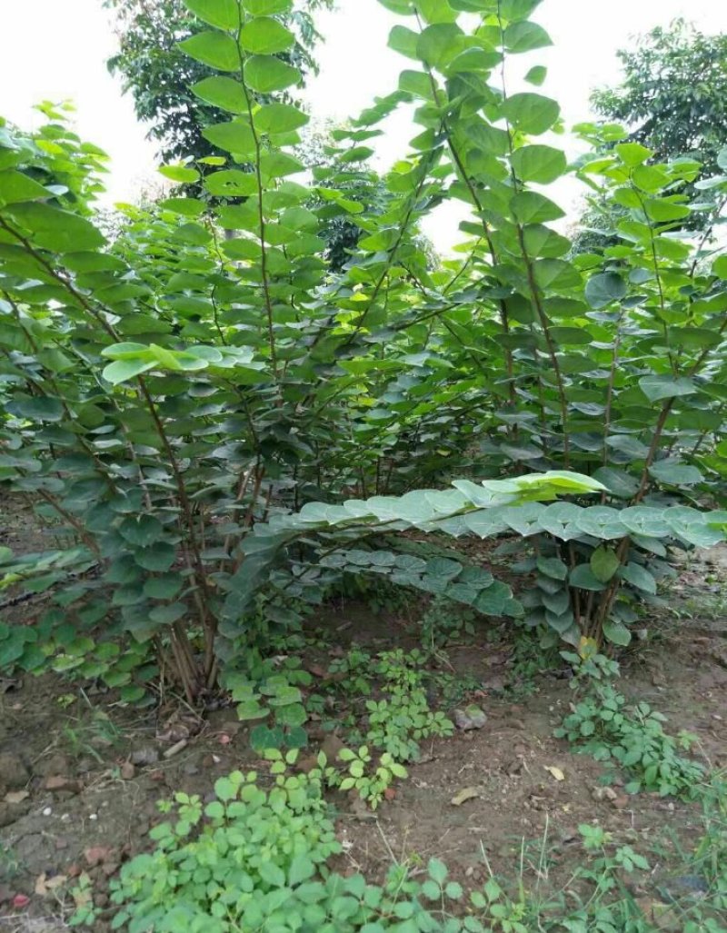紫荆丛生紫荆3--20分枝2-3米产地直销