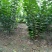 紫荆丛生紫荆3--20分枝2-3米产地直销