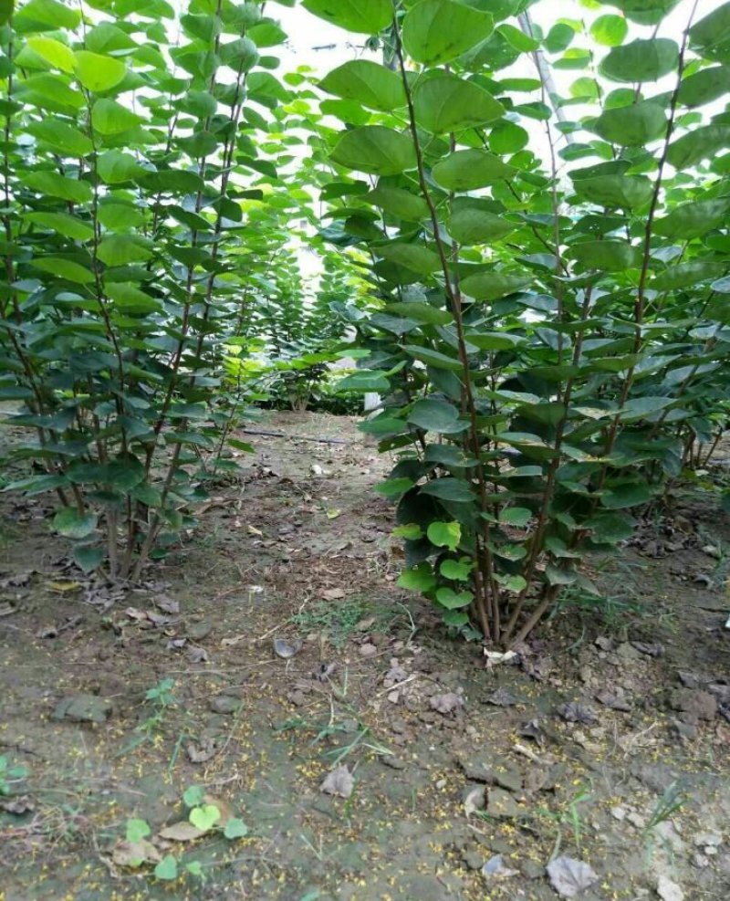 紫荆丛生紫荆3--20分枝2-3米产地直销