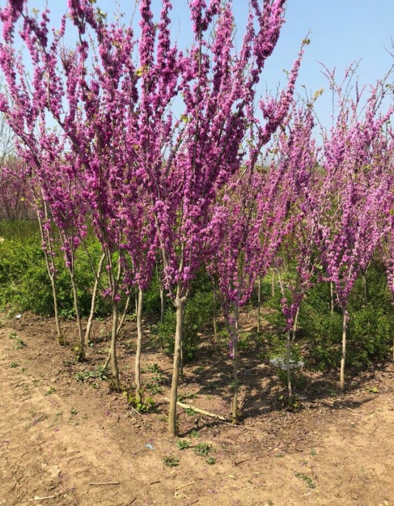 紫荆丛生紫荆3--20分枝2-3米产地直销