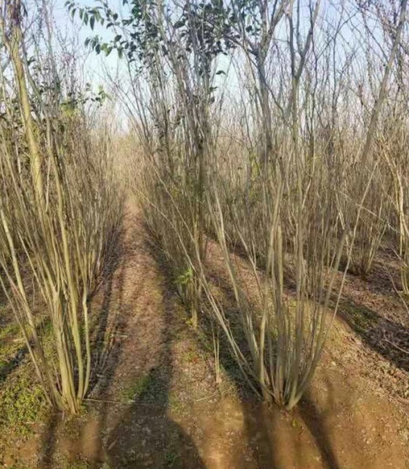 紫荆丛生紫荆3--20分枝2-3米产地直销