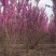 紫荆丛生紫荆3--20分枝2-3米产地直销