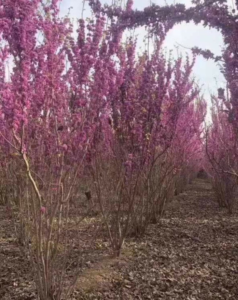 紫荆丛生紫荆3--20分枝2-3米产地直销