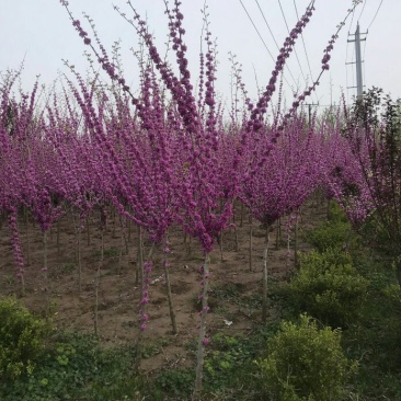 紫荆丛生紫荆3--20分枝2-3米产地直销
