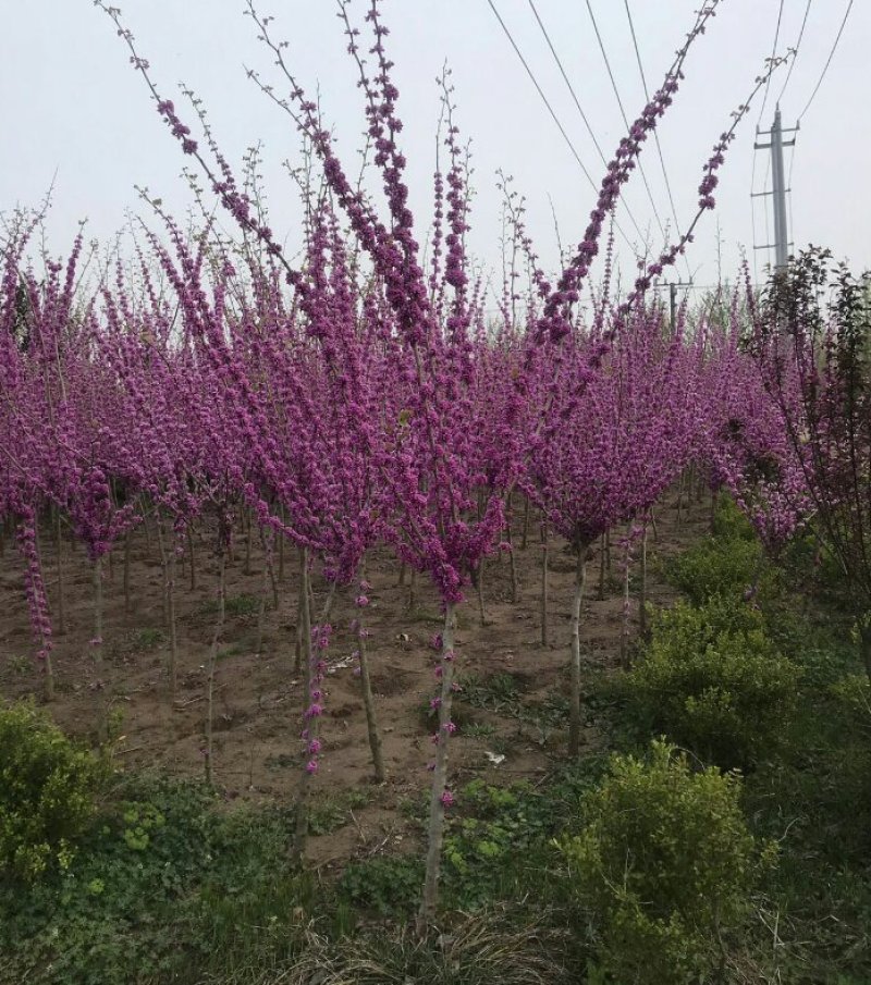 紫荆丛生紫荆3--20分枝2-3米产地直销