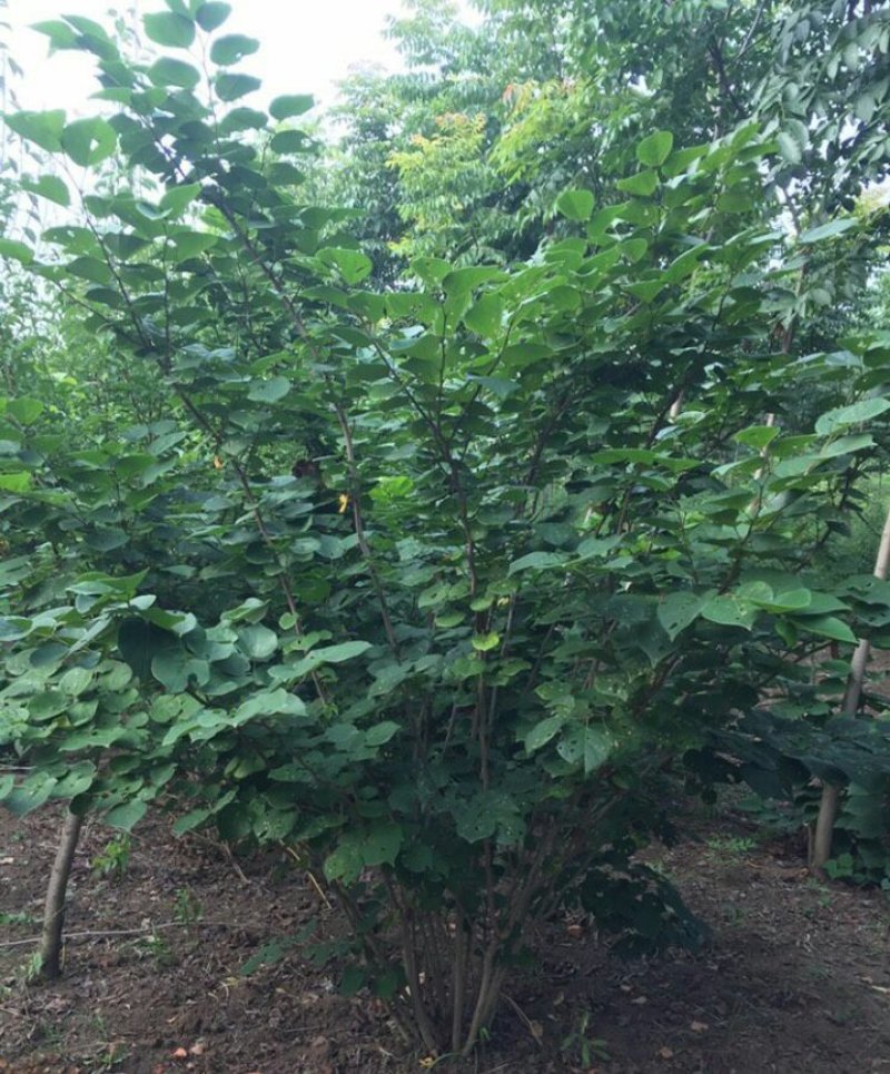 紫荆丛生紫荆3--20分枝2-3米产地直销
