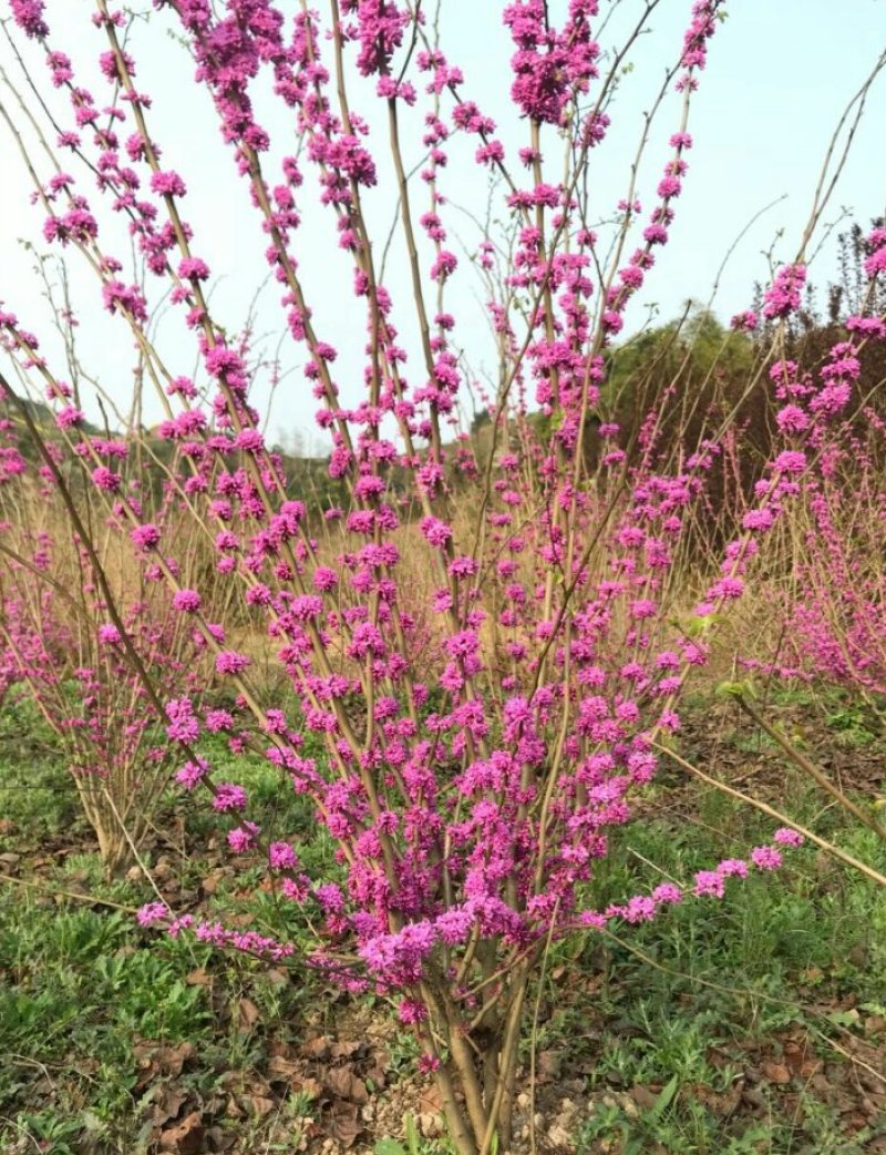 紫荆丛生紫荆3--20分枝2-3米产地直销