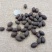 蒲葵子,道地药材，质优价实，品质保证，药典标准一公斤起批