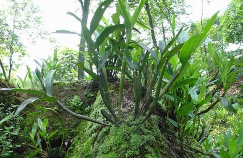 金钗石斛赤水地标产品仿野生种植新鲜条三年以上条