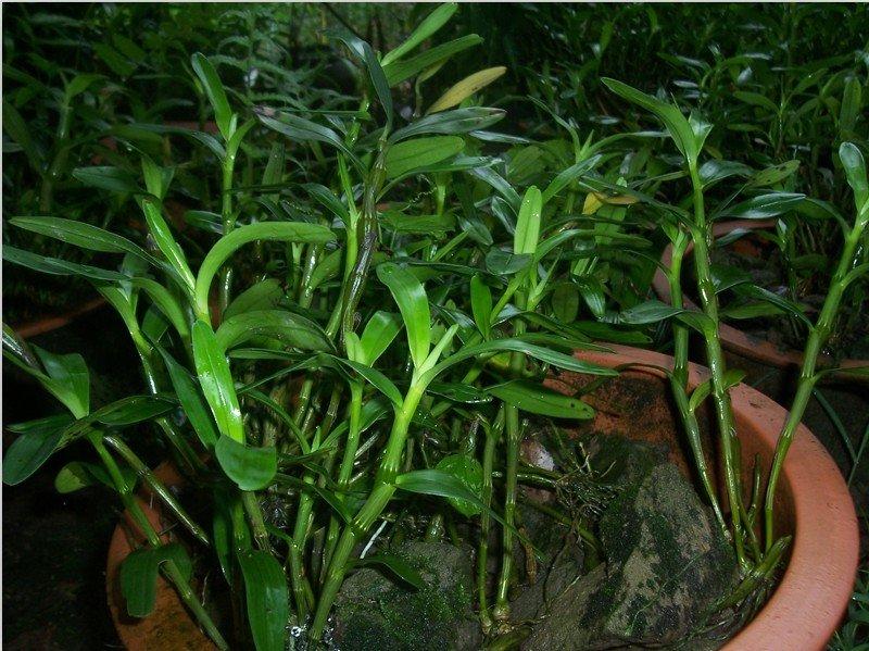 金钗石斛赤水地标产品仿野生种植新鲜条三年以上条