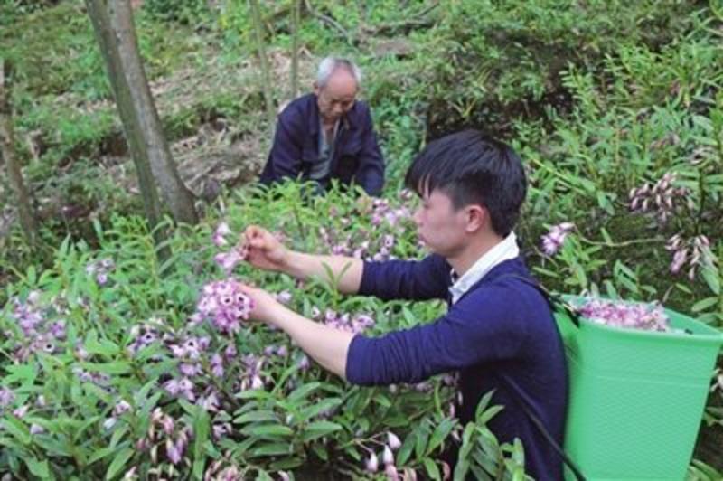 金钗石斛赤水地标产品仿野生种植新鲜条三年以上条
