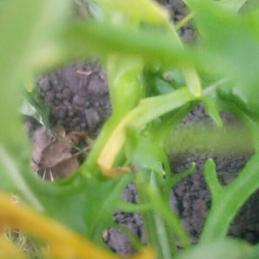 花樱芥菜有要的老板联系我