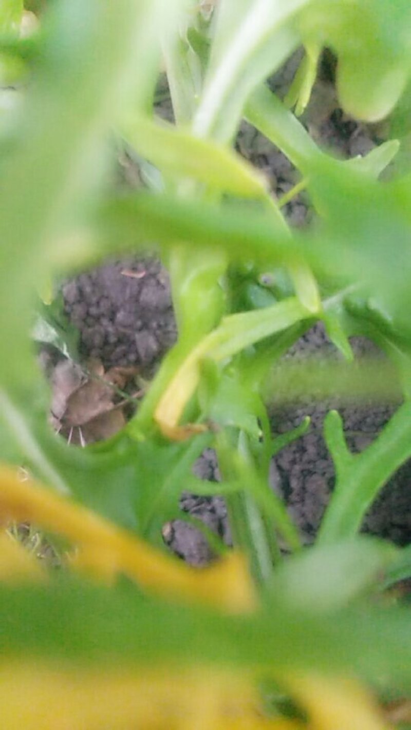 花樱芥菜有要的老板联系我