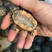 西锦龟（红红火火的招财龟），观赏龟