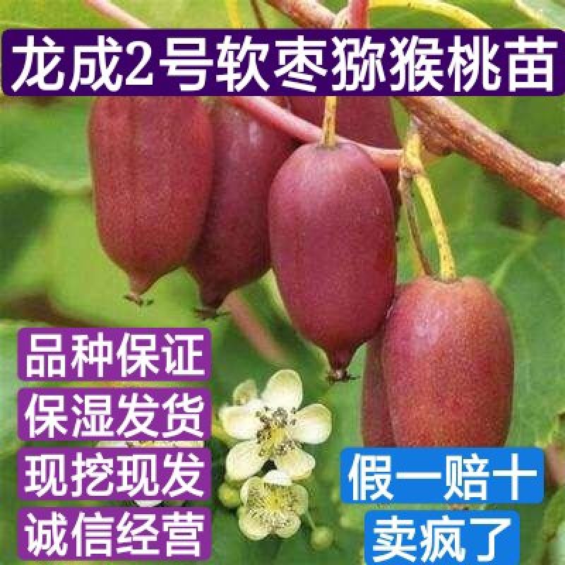 【热荐】龙成2号软枣猕猴桃苗品种保证全部现挖现发