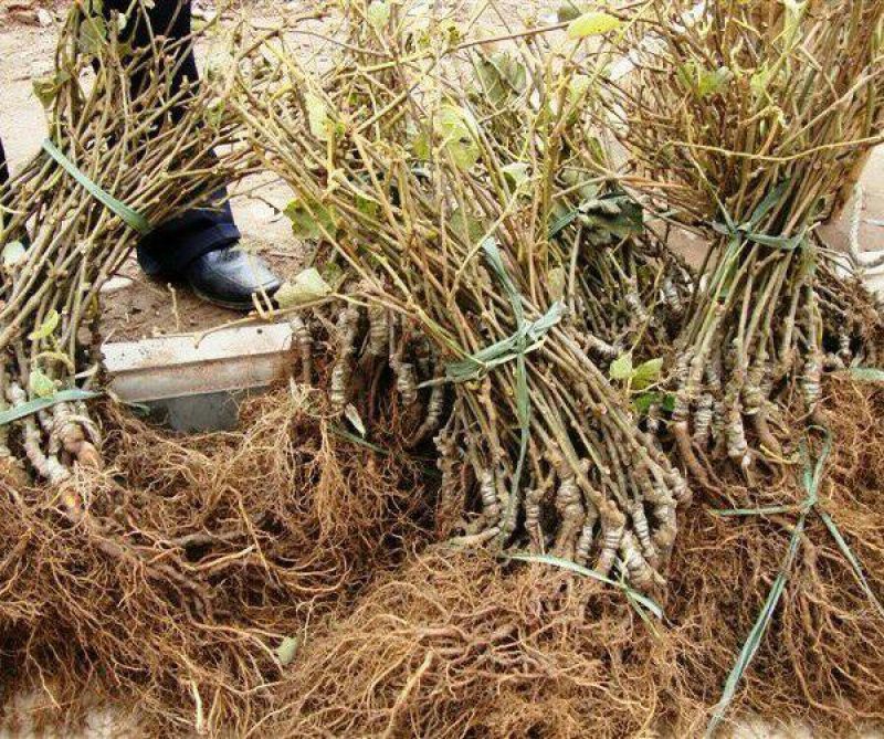 【热荐】龙成2号软枣猕猴桃苗品种保证全部现挖现发