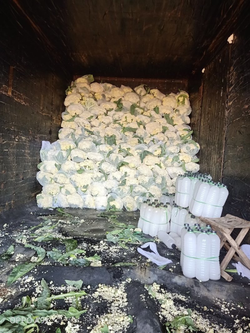 山东有机花菜上市跑市场加工厂都可以欢迎洽谈