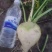 花樱芥菜有要的老板联系我