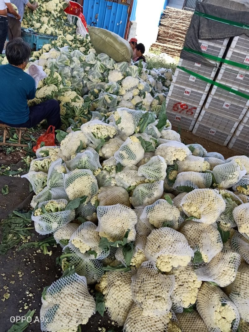 山东有机花菜上市跑市场加工厂都可以欢迎洽谈