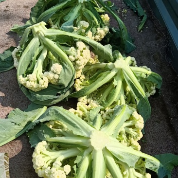 山东有机花菜上市跑市场加工厂都可以欢迎洽谈