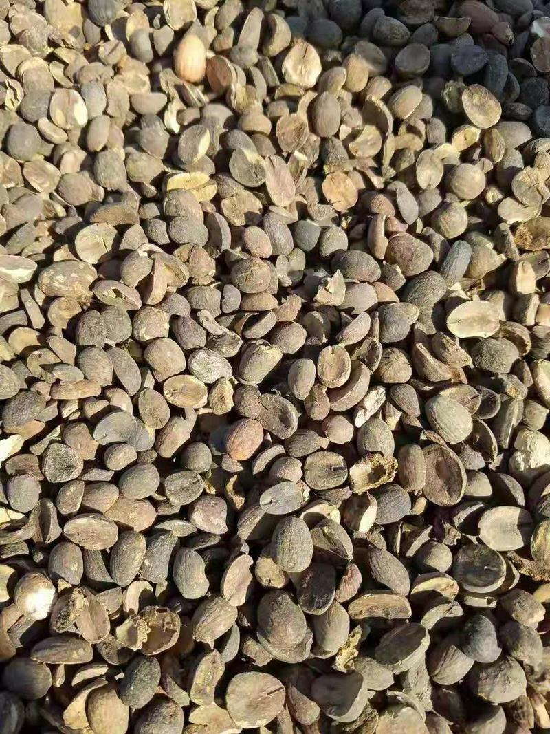 收售橡子，橡子仁，橡子帽供应蒙古栎种子及提供种植技术