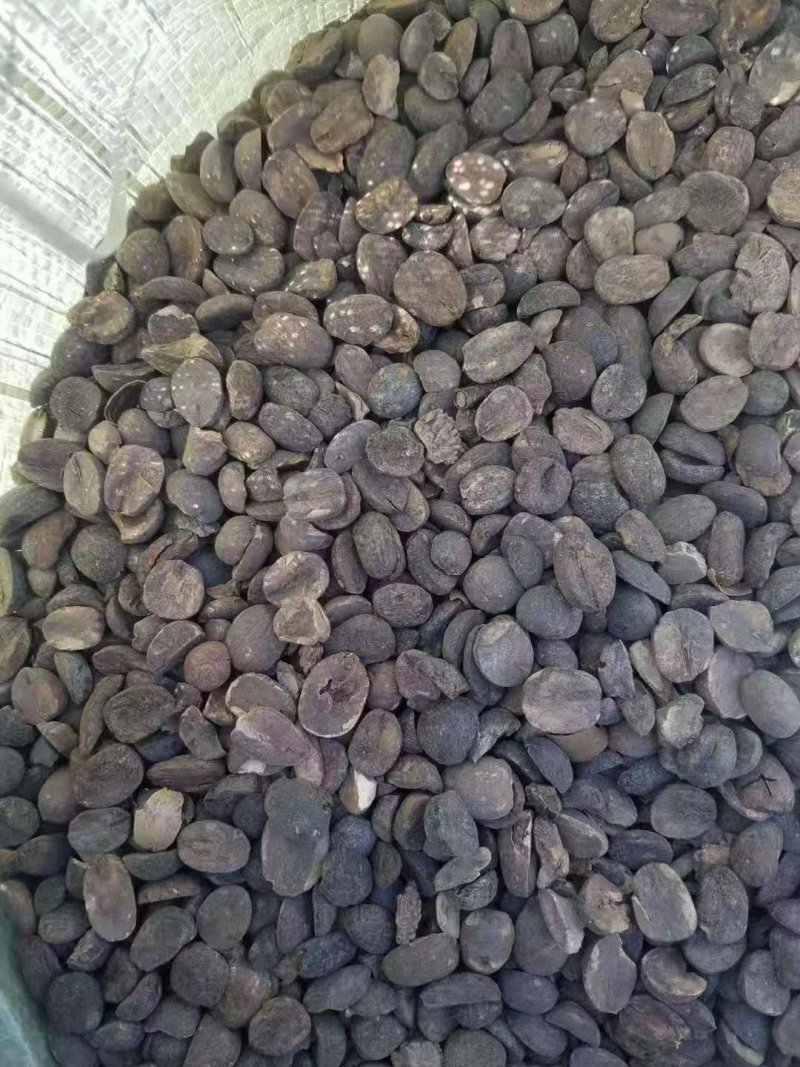 收售橡子，橡子仁，橡子帽供应蒙古栎种子及提供种植技术