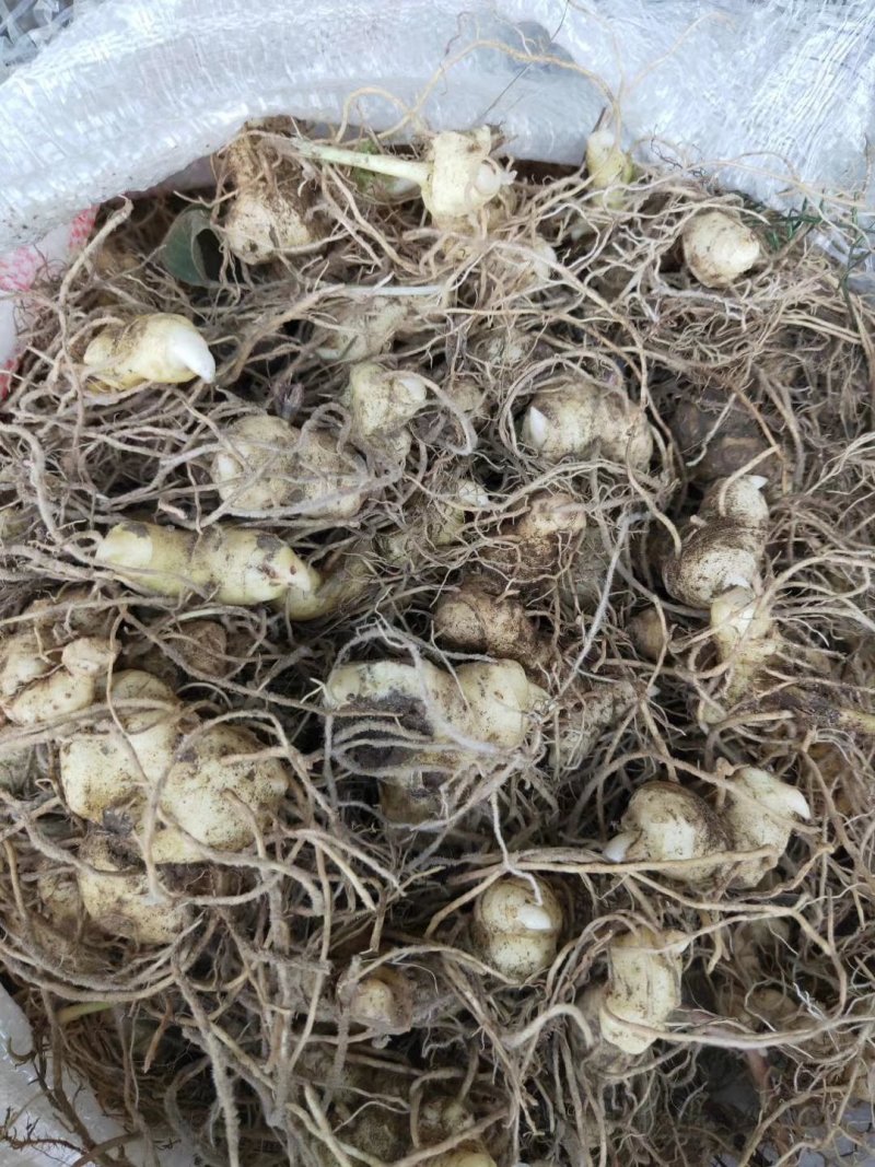 黃精种苗，姜形多花黄精种苗，冬天倒苗，抗病高产品种，成活率高