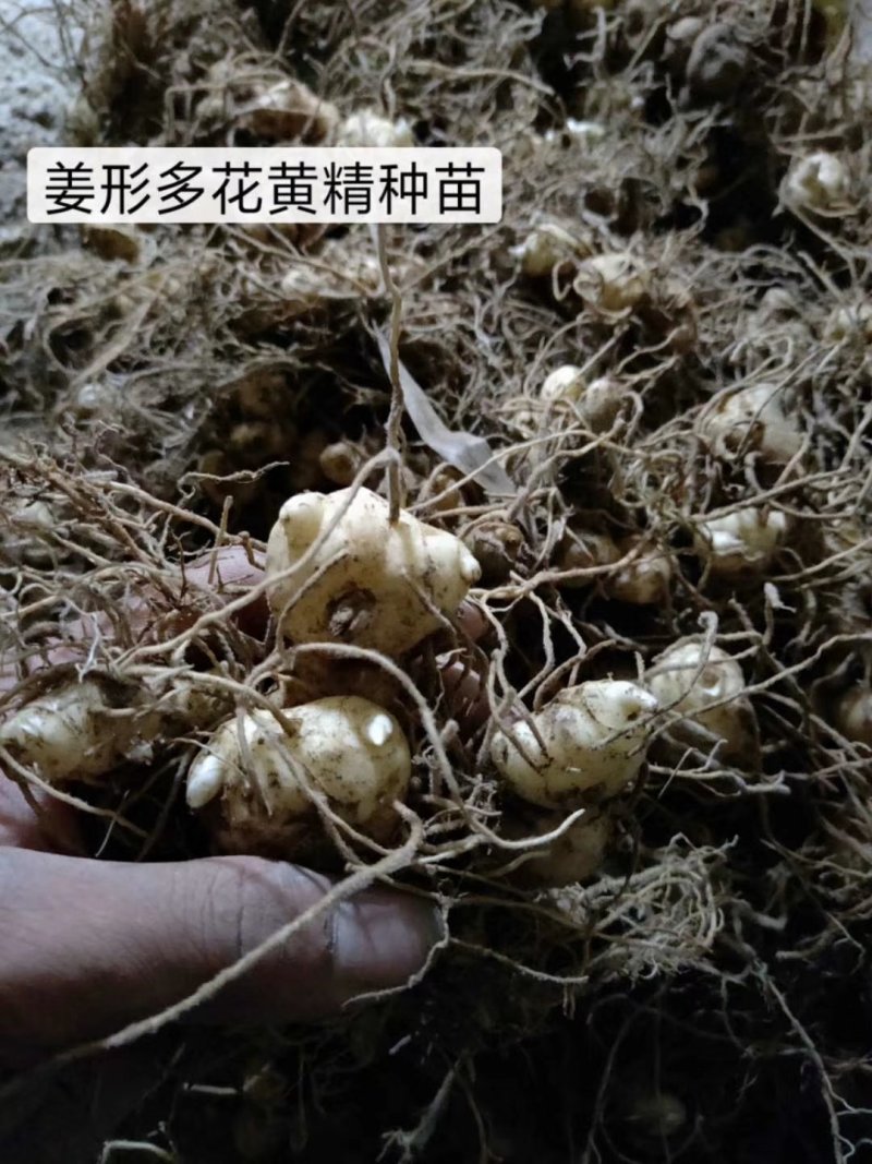 黃精种苗，姜形多花黄精种苗，冬天倒苗，抗病高产品种，成活率高