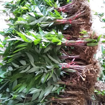 黃精种苗，姜形多花黄精种苗，冬天倒苗，抗病高产品种，成活率高
