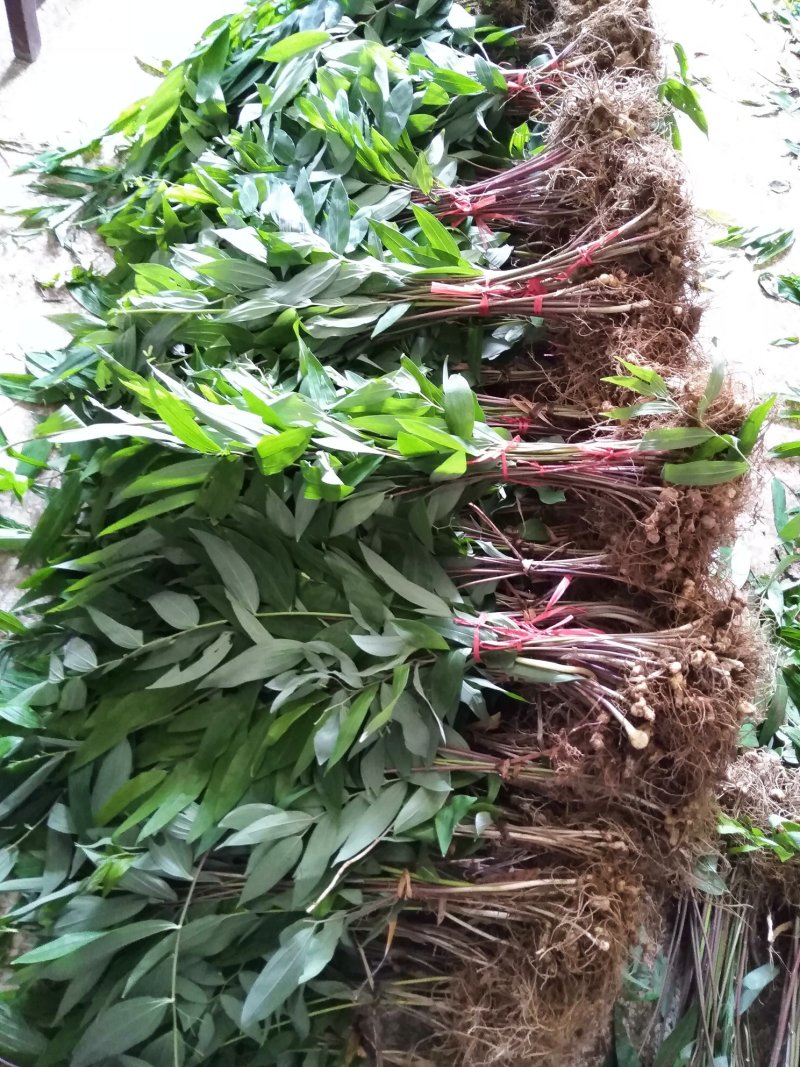 黃精种苗，姜形多花黄精种苗，冬天倒苗，抗病高产品种，成活率高