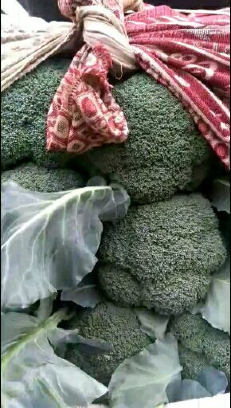 本地精品西兰花，质量有保证，产地真供，专业包装团队