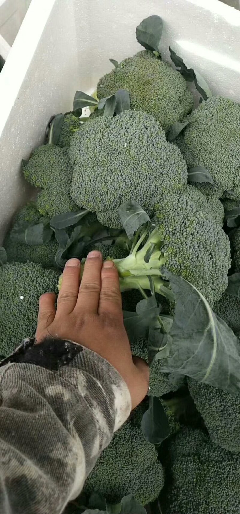 本地精品西兰花，质量有保证，产地真供，专业包装团队