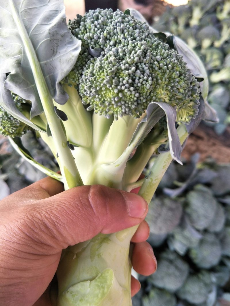 本地精品西兰花，质量有保证，产地真供，专业包装团队