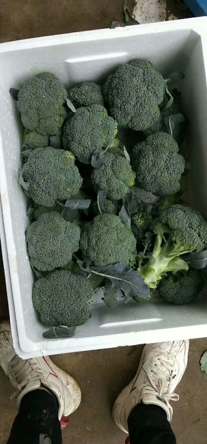 本地精品西兰花，质量有保证，产地真供，专业包装团队