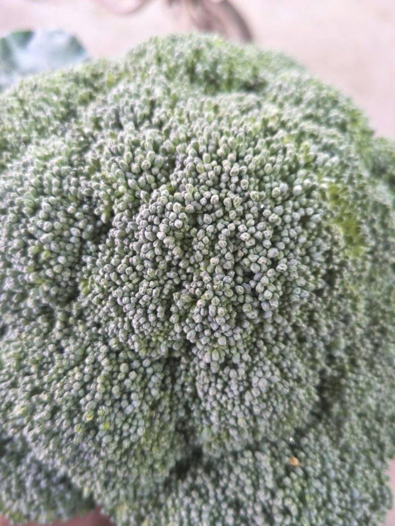 本地精品西兰花，质量有保证，产地真供，专业包装团队