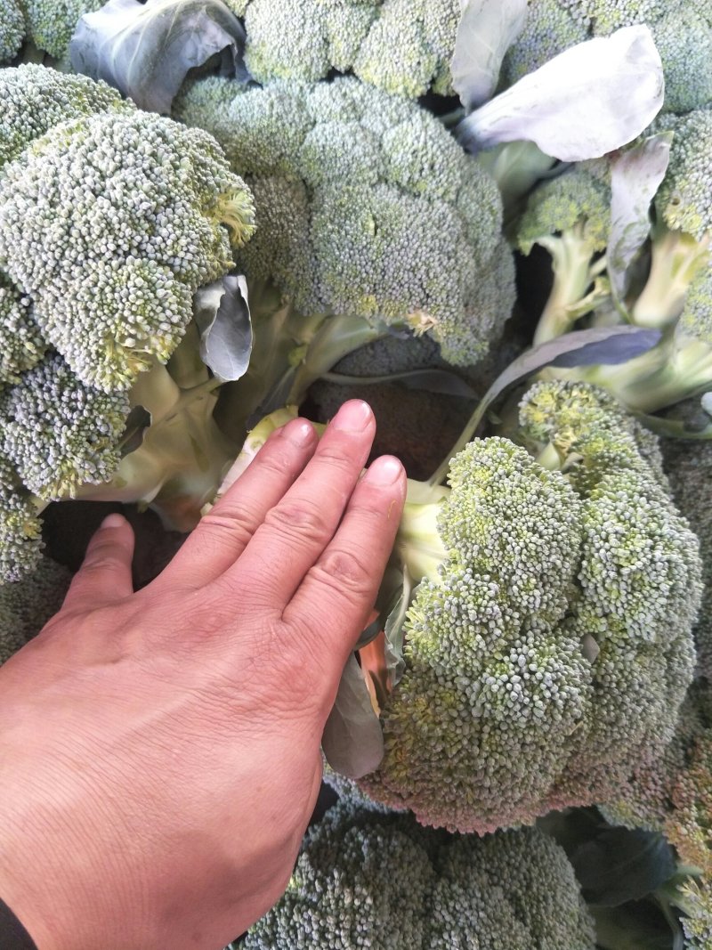 本地精品西兰花，质量有保证，产地真供，专业包装团队