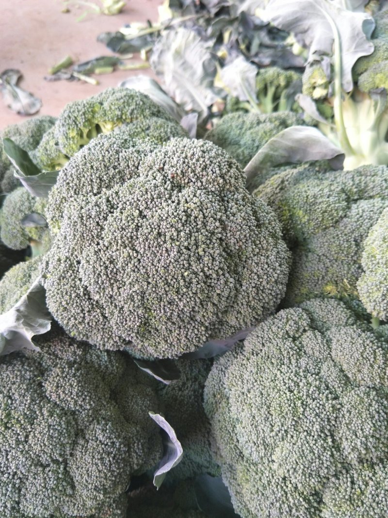 本地精品西兰花，质量有保证，产地真供，专业包装团队