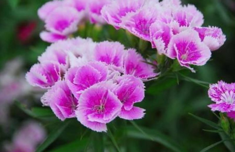 五彩石竹种子常夏石竹花种籽子四季开花混色易种须苞石竹