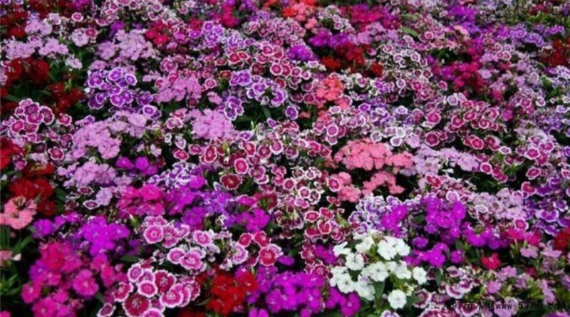 五彩石竹种子常夏石竹花种籽子四季开花混色易种须苞石竹