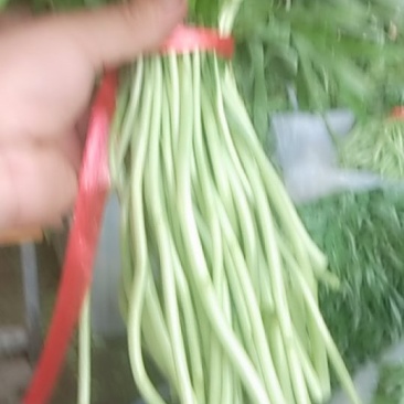 芦蒿