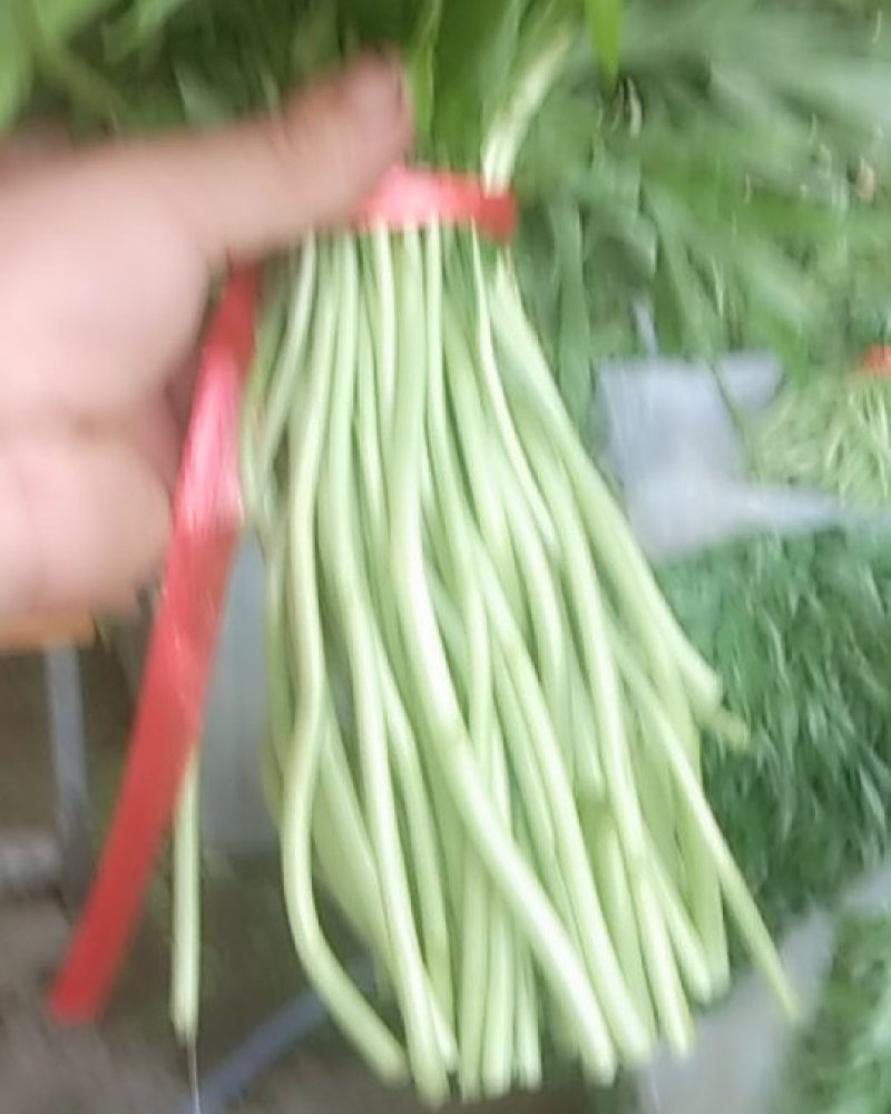 芦蒿