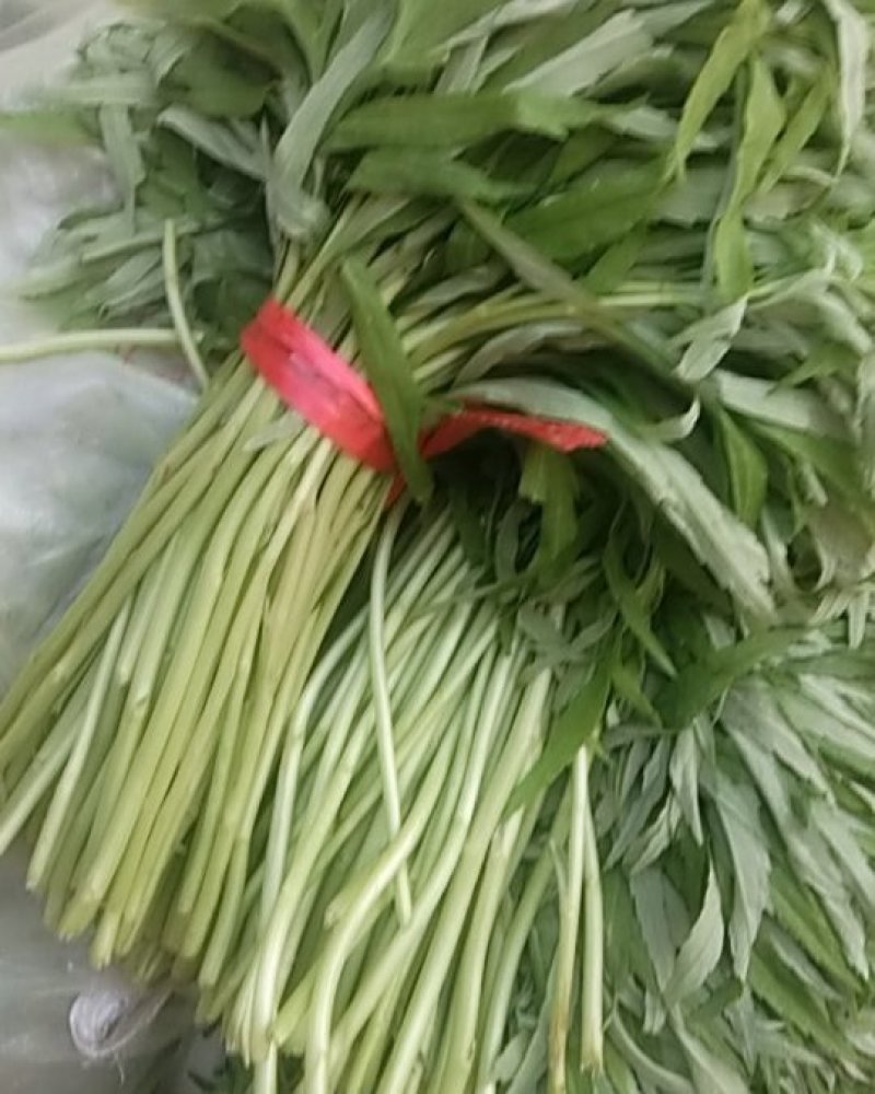 芦蒿