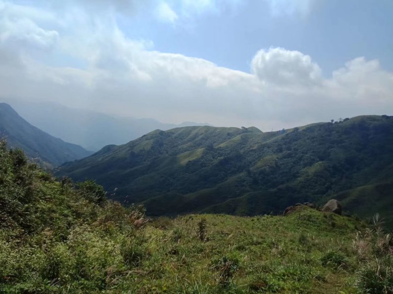 高山八月笋正在接受预定