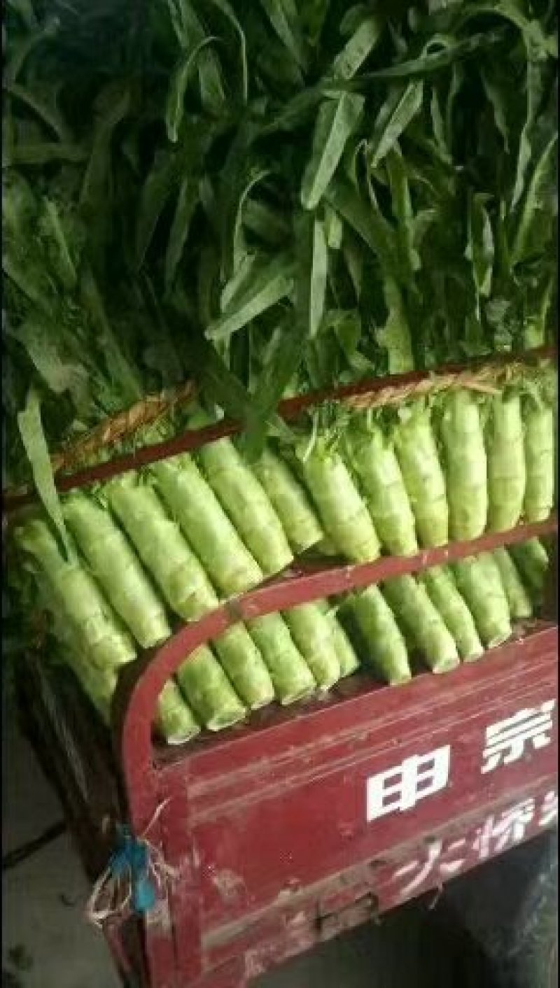 兰陵县莴笋大量上市了三青莴笋，质量好，货源新鲜，产地直销