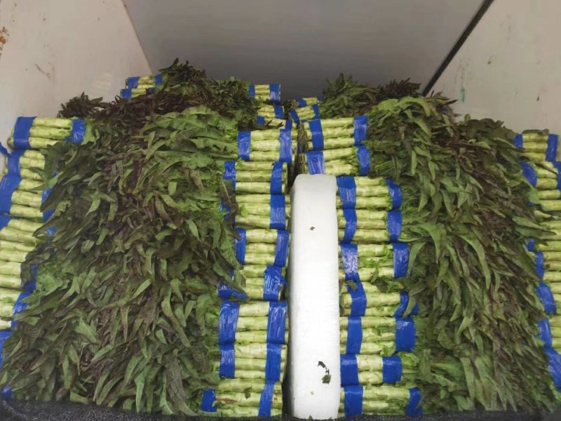 兰陵县莴笋大量上市了三青莴笋，质量好，货源新鲜，产地直销