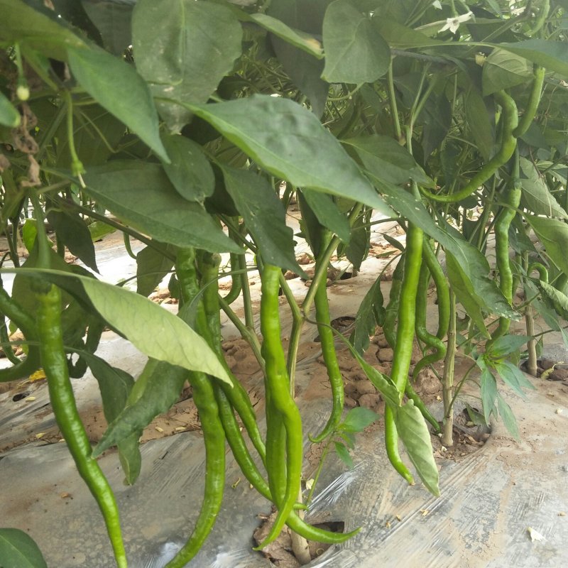 【辣椒】鲜辣椒精品线椒现摘现发一手货源欢迎致电