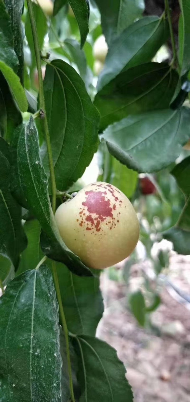 大荔冬枣一级招代理，，，，，，，，，，，，，
