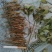野生优质赤芍苗