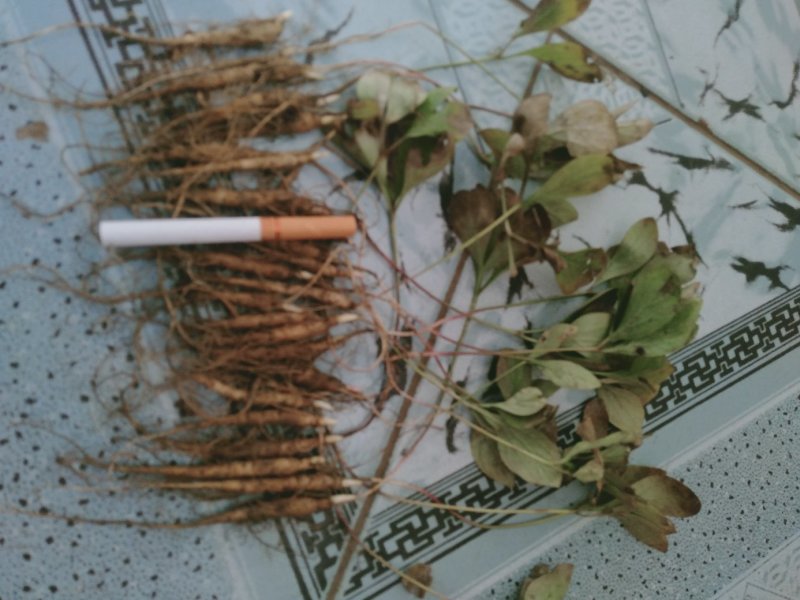 野生优质赤芍苗